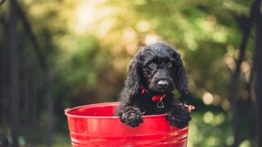 Köpeklere Hayır Komutu Nasıl Öğretilir?
