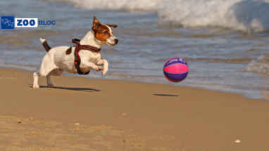 Köpeklere Oyuncak Satın Alırken Neye Dikkat Edilir?