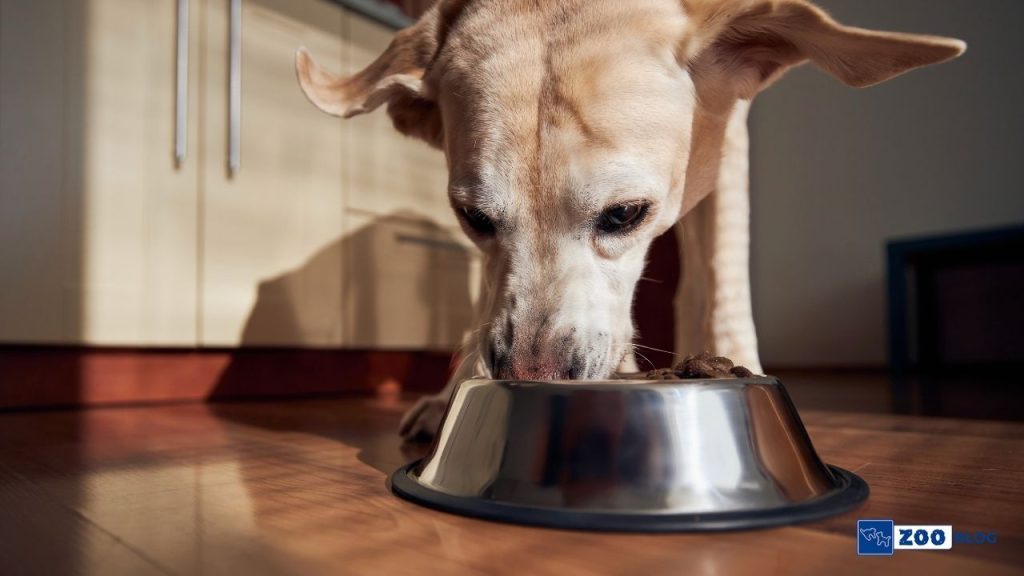 Köpeklerin En Sevdiği Yiyecek