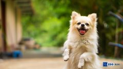 Köpeklerin Havlaması Neye İşarettir?