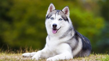 Köpeklerin Uluma Nedenleri Nelerdir?