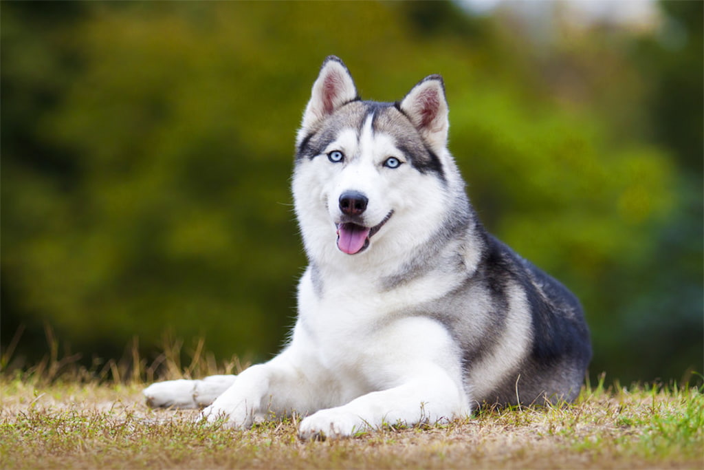 Köpeklerin Uluma Nedenleri Nelerdir?