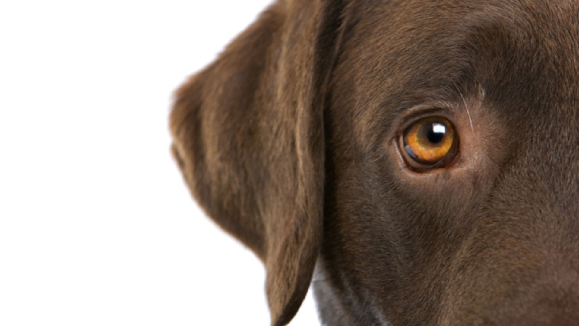 Köpeklerde Göz Çapaklanması Neden Olur? Köpeklerde Meydana Gelen Göz