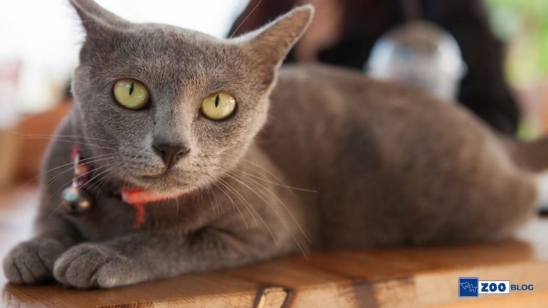 Korat Kedisi Karakteri, Özellikleri, Bakımı