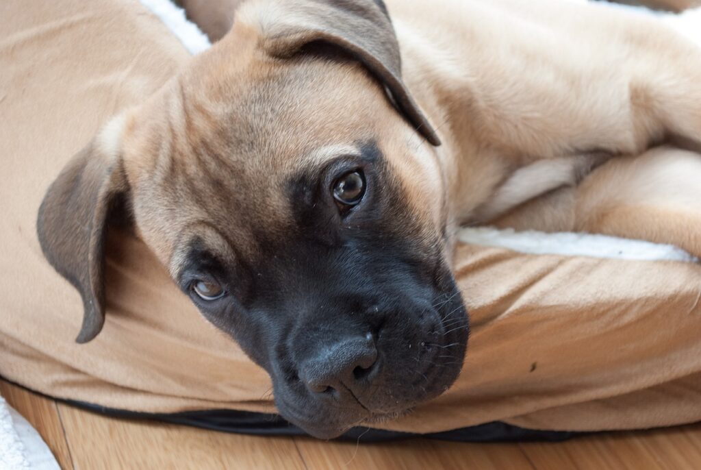 8 Maddede En İyi Koruma Köpeği Irkları