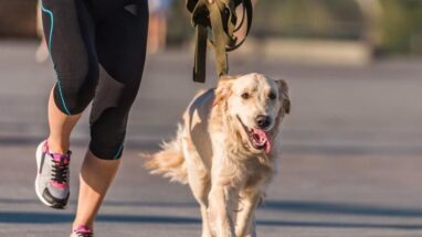 9 Maddede Koşmayı Seven Köpek Irkları