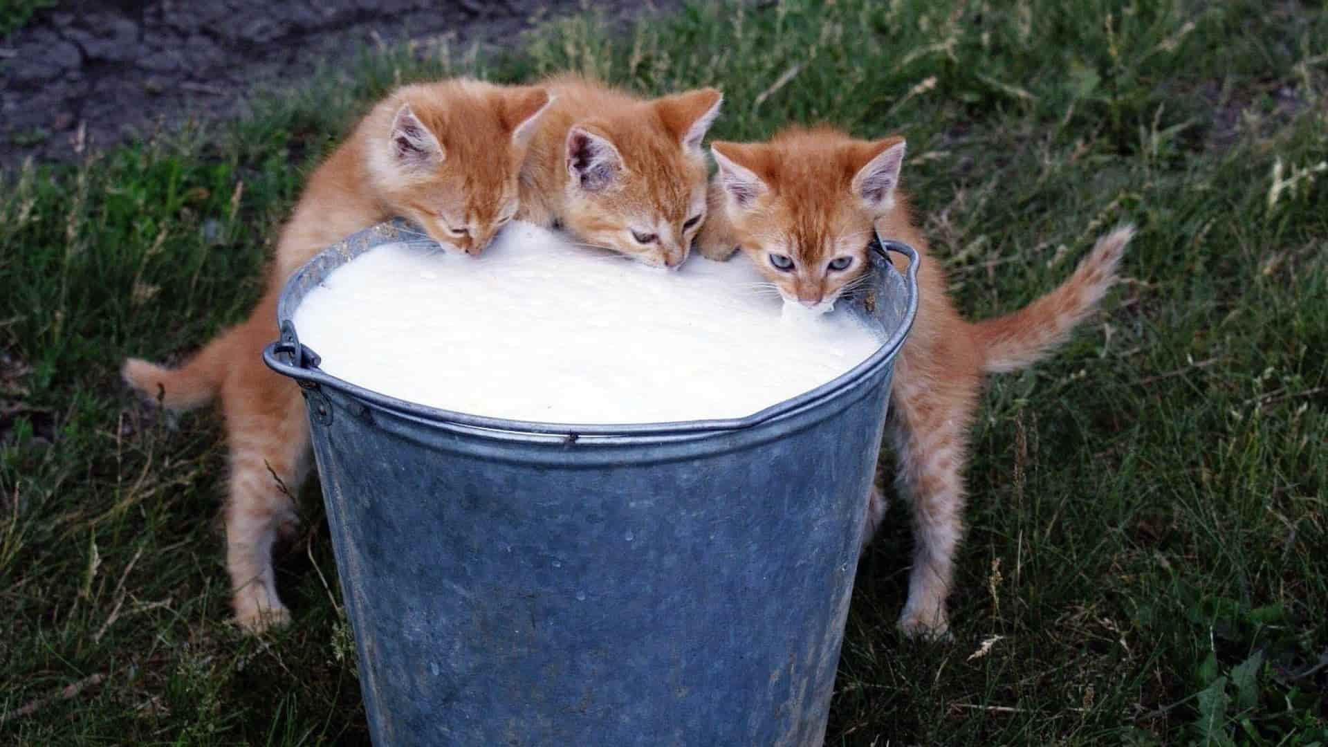 kediler süt içer mi