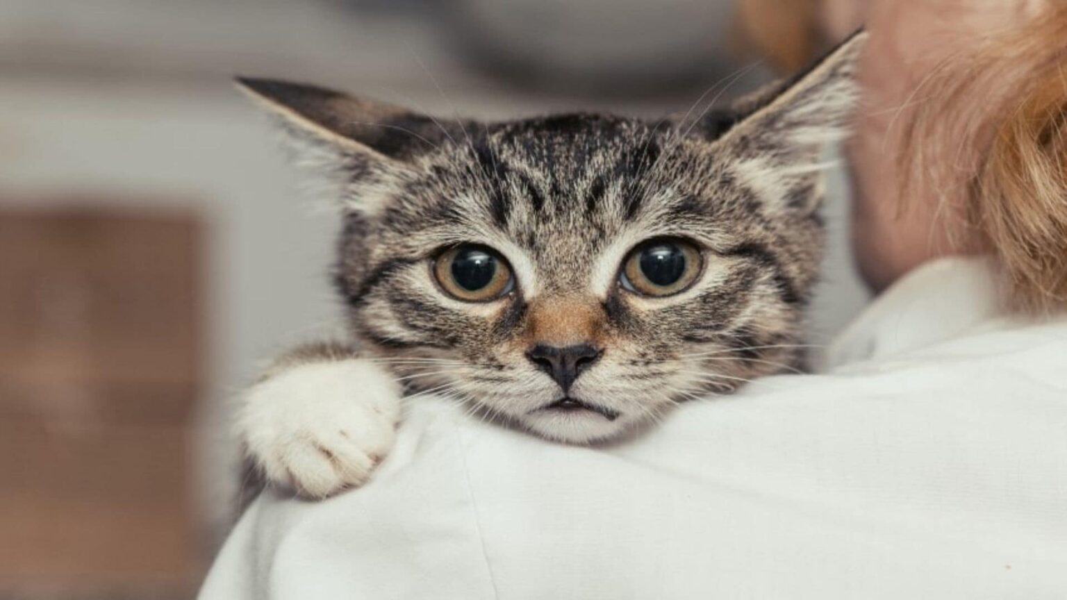 Kedi Alerjisi Nasıl Geçer? Bu Bir Hastalık mıdır? Tedavisi Mümkün müdür