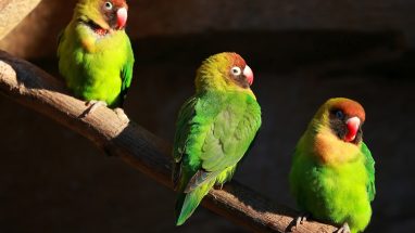 5 Maddede En Küçük Evcil Kuşlar