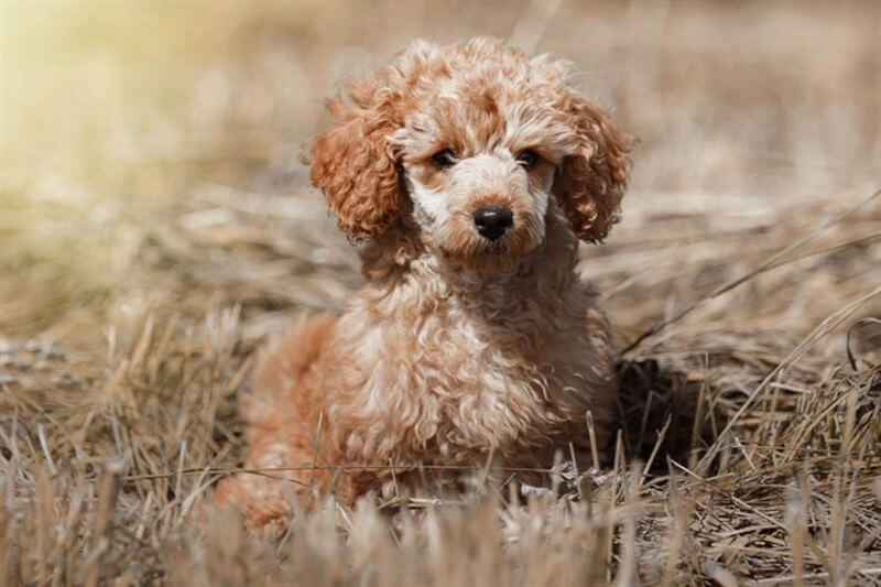 En Popüler Küçük Irk Köpekler
