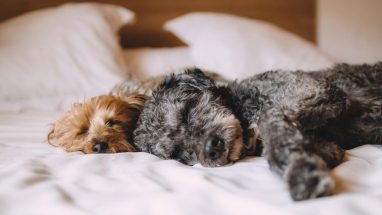 Küçük Köpeklerin Yaşam Süresi Nedir?