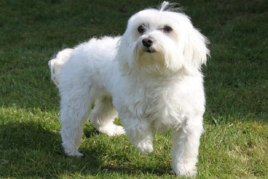 Küçük Sevimli Köpekler: En Sevecen Köpek Cinsleri