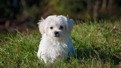 10 Maddede Küçük Süs Köpeği Cinsleri