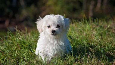10 Maddede Küçük Süs Köpeği Cinsleri