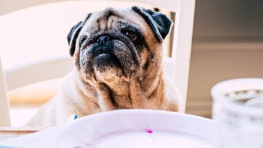 En Popüler Küçük Tatlı Köpekler ve Özellikleri
