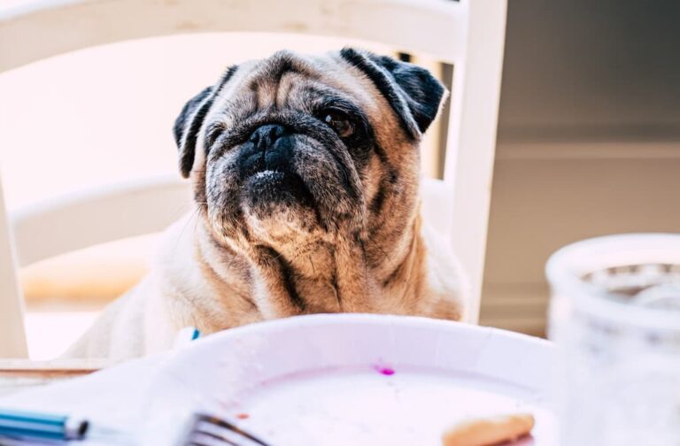 En Popüler Küçük Tatlı Köpekler ve Özellikleri