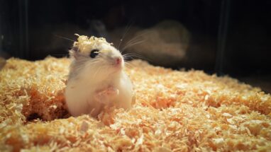 Kulağa Hoş Gelen Hamster İsimleri 2025