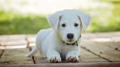 Kulağa Hoş Gelen Köpek İsimleri 2025