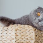 Kulağı Kırık Kedi Irkı Özellikleri ve Bakımı
