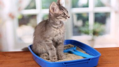 Yavru Kedi Bakımı ve  Kuma Alıştırma İşlemi Nasıl Yapılır?