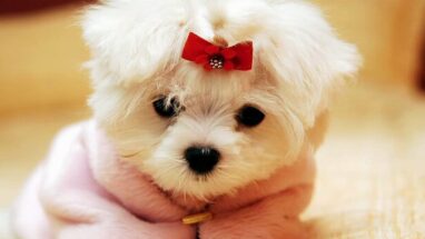Dişi Köpekler Adet Olur mu? Köpeklerde Adet Döngüsü Nasıldır?