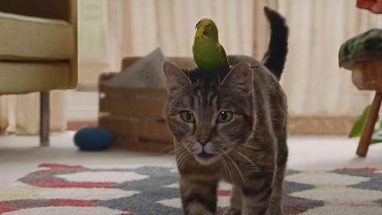 Kuş ve Kedi İyi Anlaşır Mı?