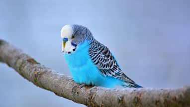 Küsen Muhabbet Kuşu Nasıl Barışır?