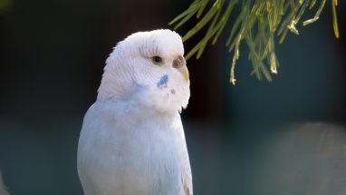 Kuşlar İçin Güvenli Sebzeler
