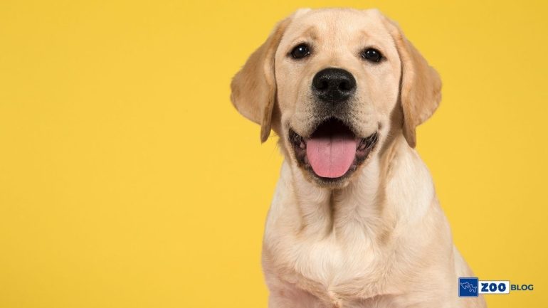 Labrador Bakımı Nasıl Olmalı?