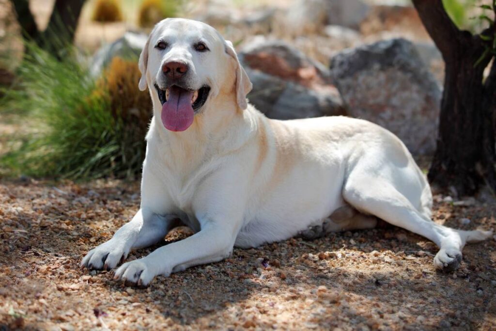 Labrador Cinsi Köpek