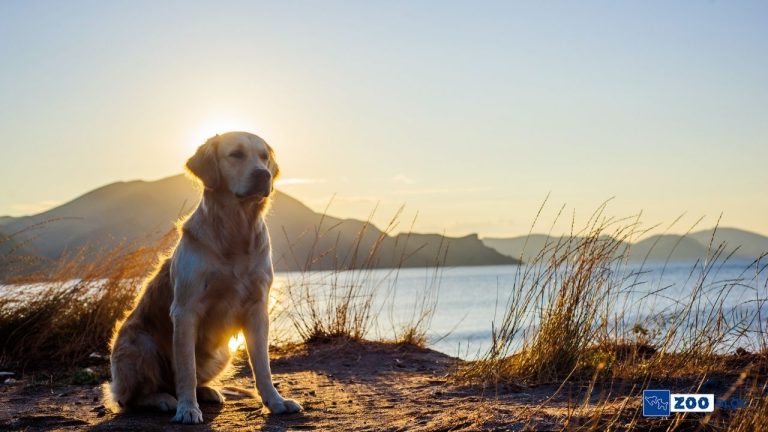 Labrador Cinsi Köpekler Ne Yer?