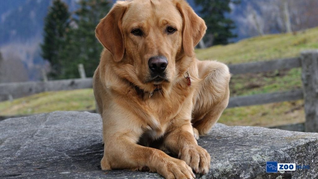 Labrador Cinsi Köpekler Ne Yer?