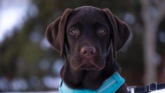 Labrador Köpek Cinsi Özellikleri ve Bakımı