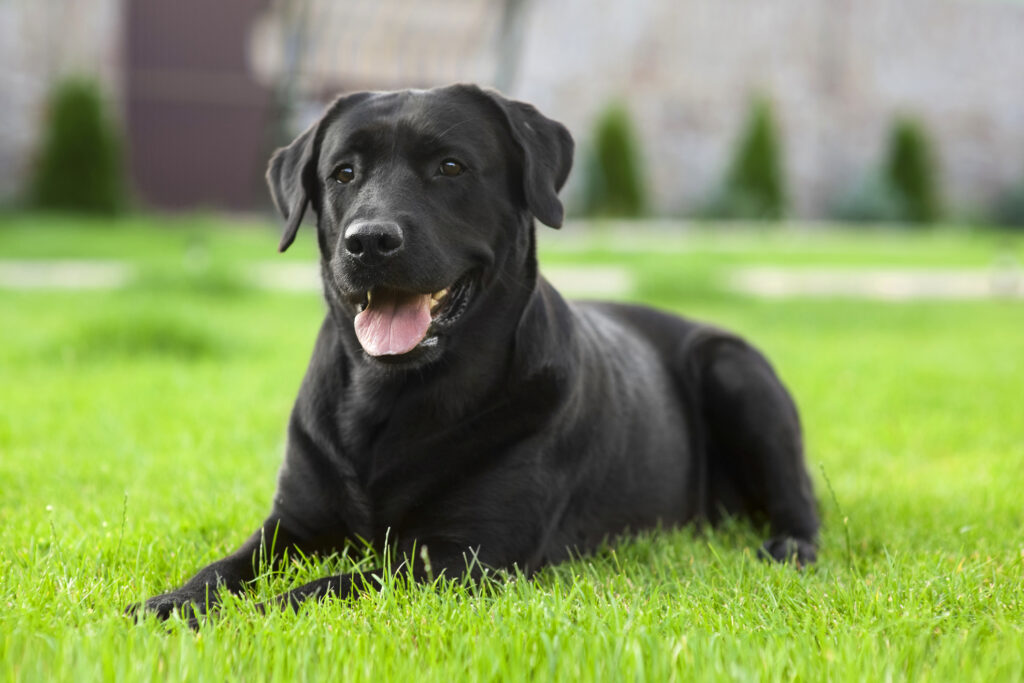 Labrador Köpek Irkı Bakımı 