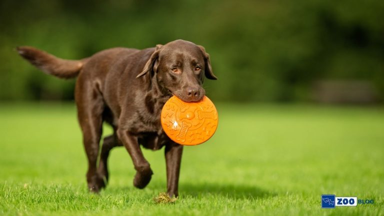 Labrador Köpek Ne Yer?