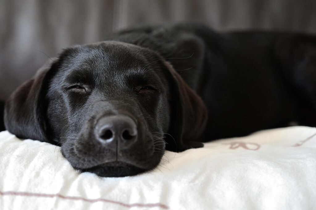 Labrador Retriever Köpek Özellikleri 