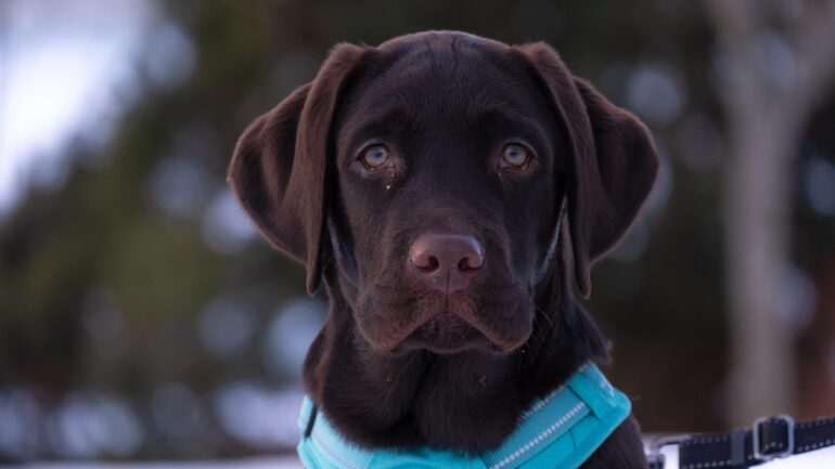 Labrador Retriever Köpek Özellikleri ve Bakımı