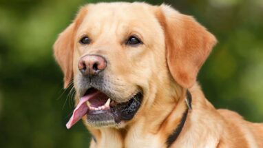 Labrador Köpek Cinsi Özellikleri, Bakımı ve Sağlık Durumu Hakkında Bilgiler