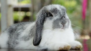 Lop Tavşanı Özellikleri Nelerdir?