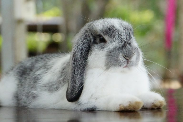 Lop Tavşanı Özellikleri Nelerdir?