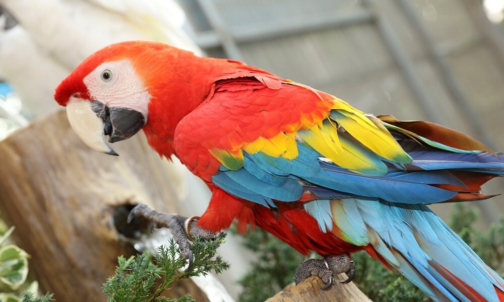 Macaw Papağanı 