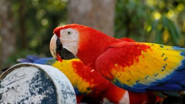 Macaw Papağanı Özellikleri ve Bakımı