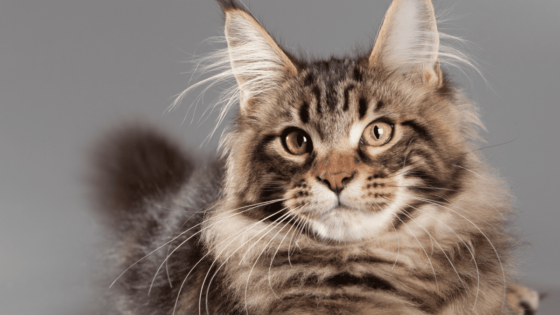 Maine Coon Kedi Irkı Bakımı 