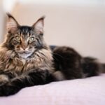 Maine Coon Kedi Irkı Bakımı Nasıl Olmalı?