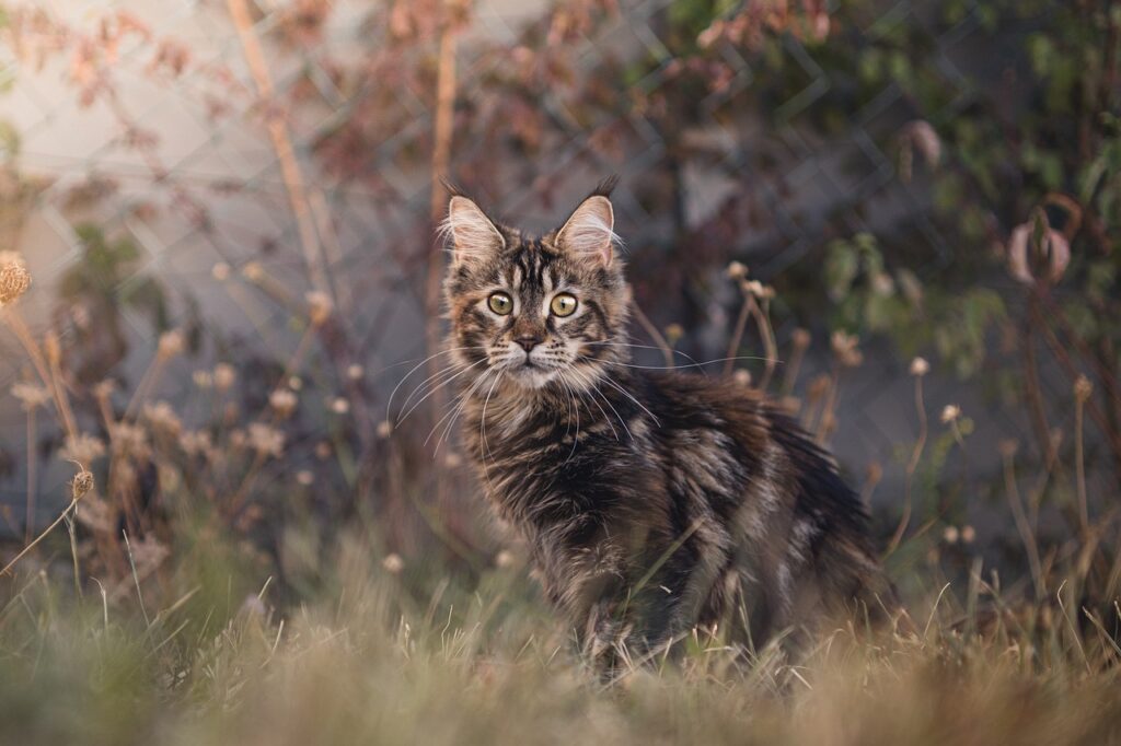 Maine Coon Kedi Özellikleri