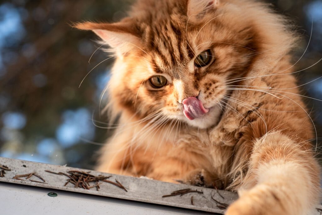 Maine Coon Kedi Özellikleri