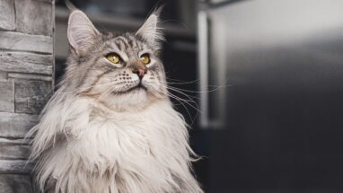 Maine Coon Kedi Özellikleri ve Bakımı