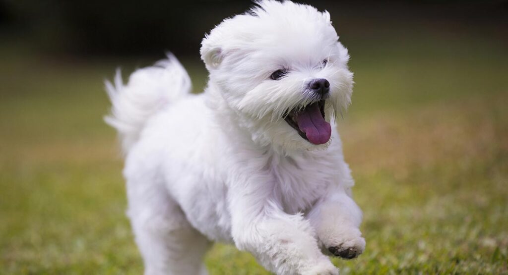 Maltese Köpek Özellikleri, Görünümü ve Kişiliği