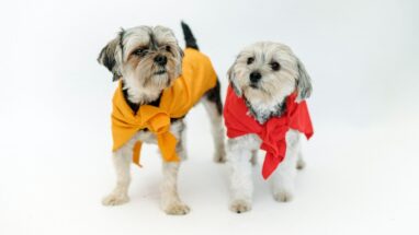 Malta Köpeği (Maltese Terrier) Irkı, Genel Özellikleri ve Karakter Yapısı