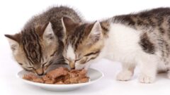 Yavru Kedi İştahsız ve  Mama Yemiyor Ne Yapılması Gerekir?